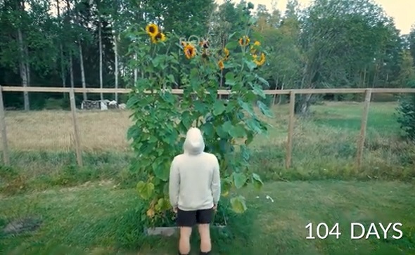 ひまわりタイムラプス03