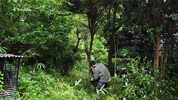 チェーンソーで木を切る