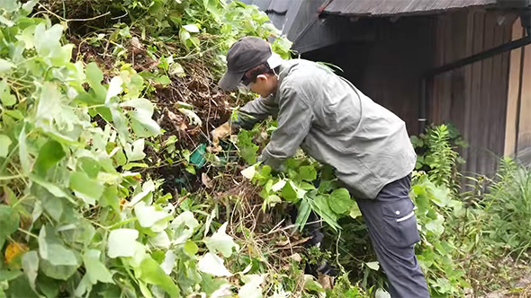 セーバーソーで草を刈る