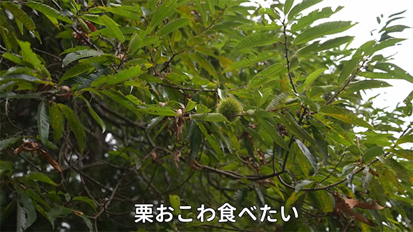 栗おこわ食べたい