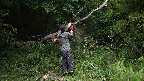 チェーンソーで枝を切る