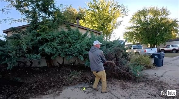 家が見えないレベルで茂りすぎた庭木の手入れ