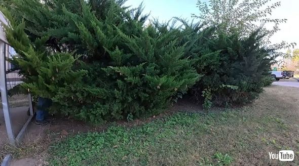家が見えないレベルで茂りすぎた庭木の手入れ