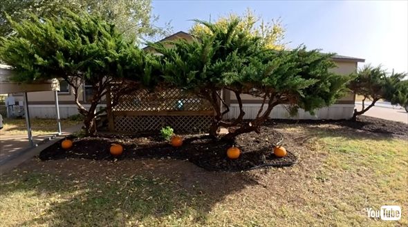 家が見えないレベルで茂りすぎた庭木の手入れ