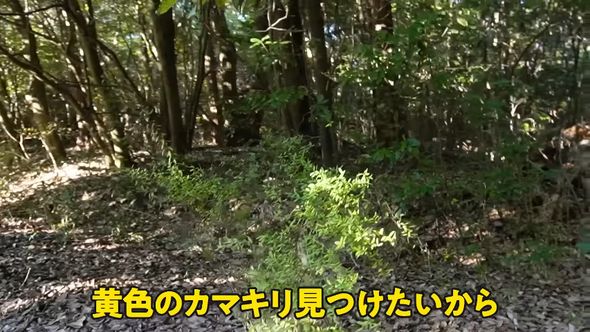 親子でハラビロカマキリを捜索