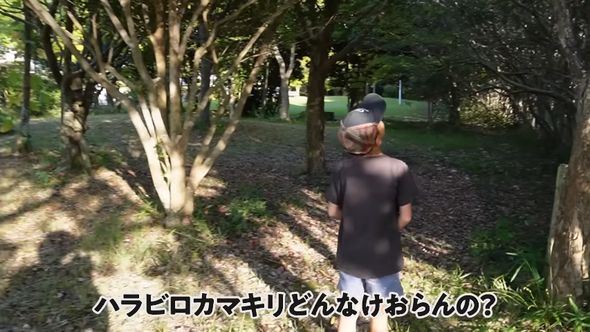 3日かけて探しても見つからないハラビロカマキリ