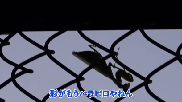 帰宅途中で発見したハラビロカマキリのシルエット