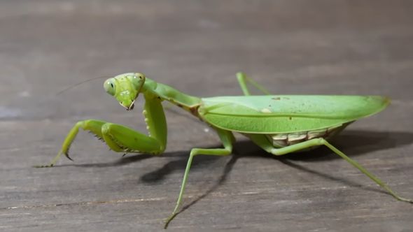 ペットとして飼うことにしたハラビロカマキリ