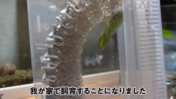飼育ケース内で逆さまになっているハラビロカマキリ