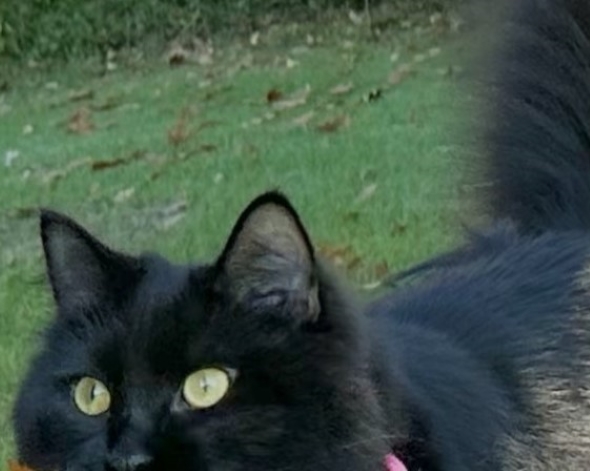 落ち葉に興奮するニャンコ