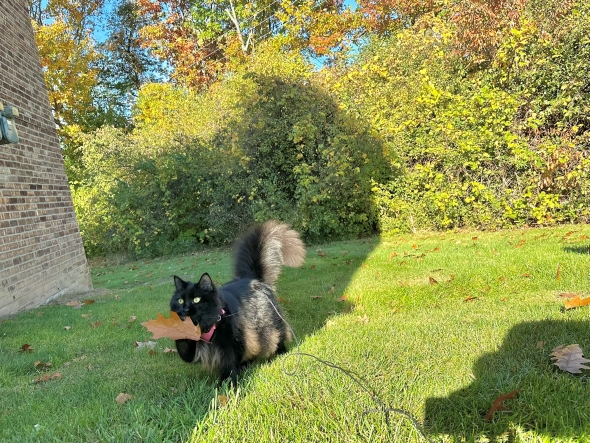 落ち葉をくわえて走るニャンコ