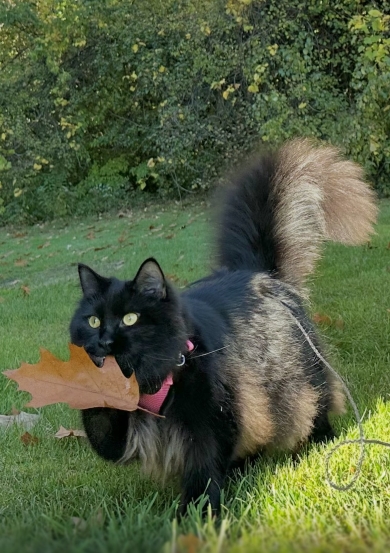 落ち葉をくわえて走るニャンコ