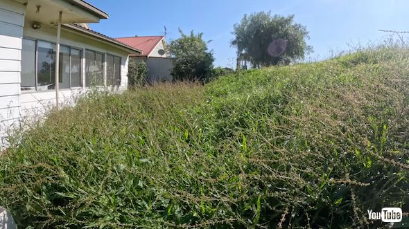 ひざまでの草を刈る