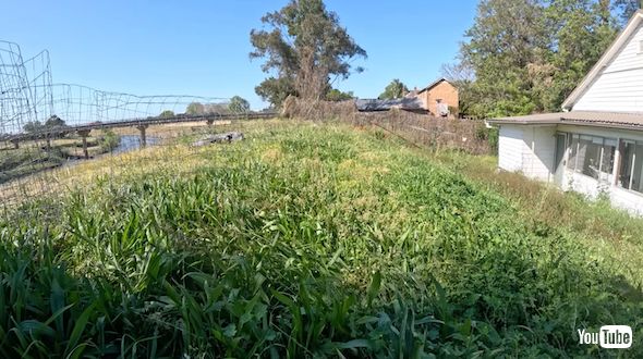 ひざまでの草を刈る