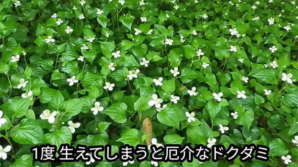 1度生えてしまうと