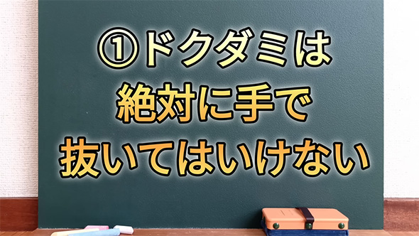 ドクダミは絶対に手で抜いてはいけない