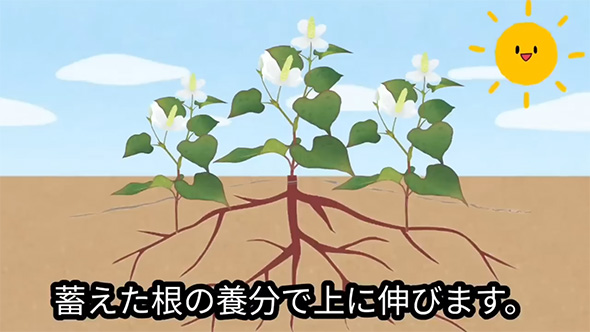 たくわえた養分で