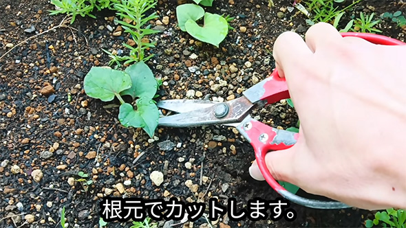 根本でカット