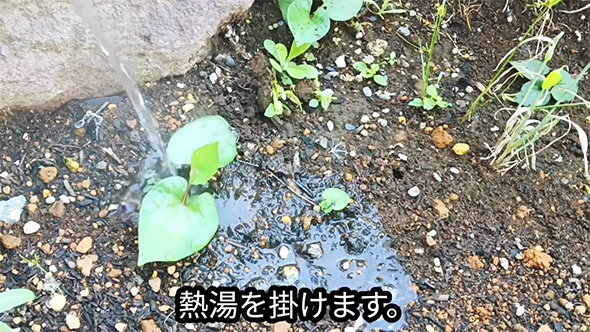 熱湯をかけます