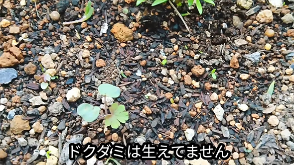 ドクダミは生えていません