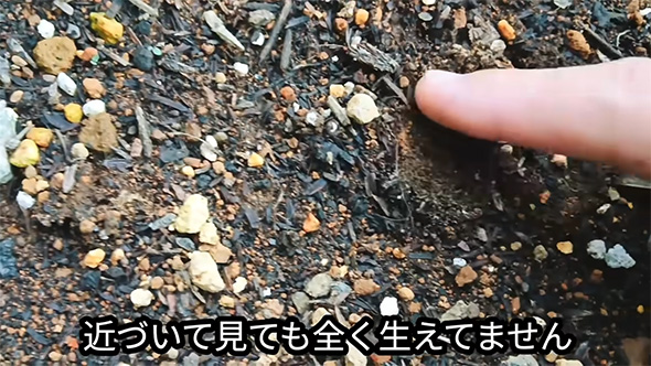 近づいてみても
