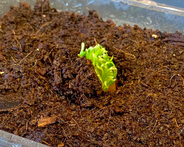 家庭菜園 ミニトマト 容器 土を入れて 1カ月 経過 成長 栽培 発芽