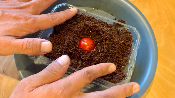 家庭菜園 ミニトマト 容器 土を入れて 1カ月 経過 成長 栽培 発芽