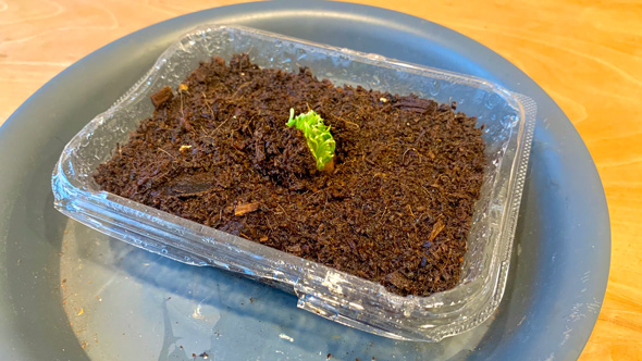 家庭菜園 ミニトマト 容器 土を入れて 1カ月 経過 成長 栽培 発芽