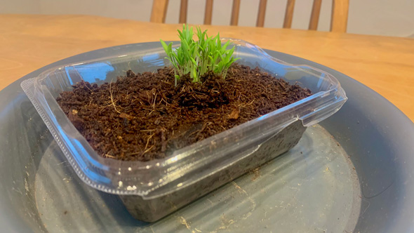 家庭菜園 ミニトマト 容器 土を入れて 1カ月 経過 成長 栽培 発芽