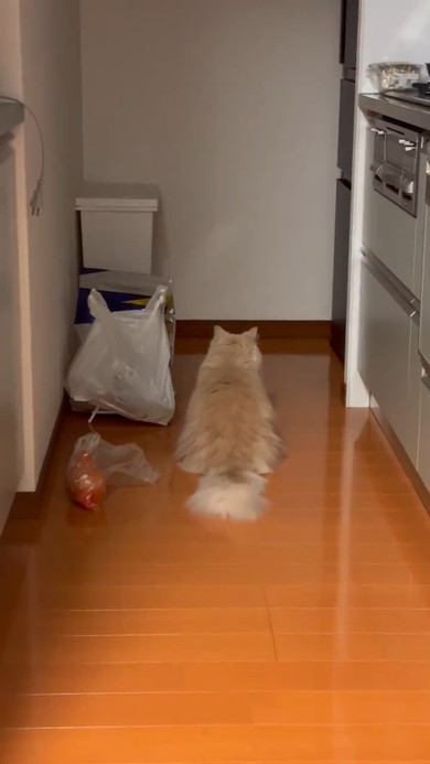 袋にしっぽが当たってびっくりする猫ちゃん