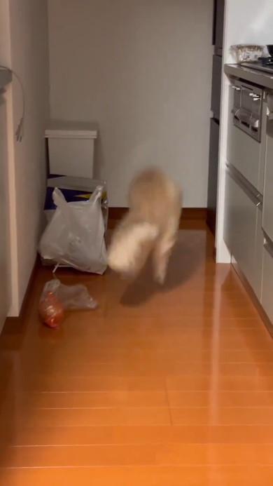 袋にしっぽが当たってびっくりする猫ちゃん