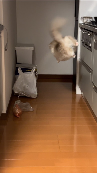 袋にしっぽが当たってびっくりする猫ちゃん