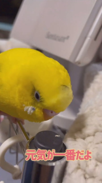 飼い主さんとおしゃべりしているセキセイインコ