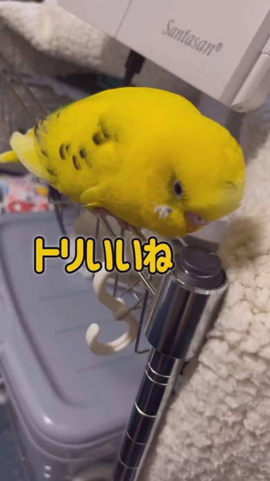 飼い主さんとおしゃべりしているセキセイインコ