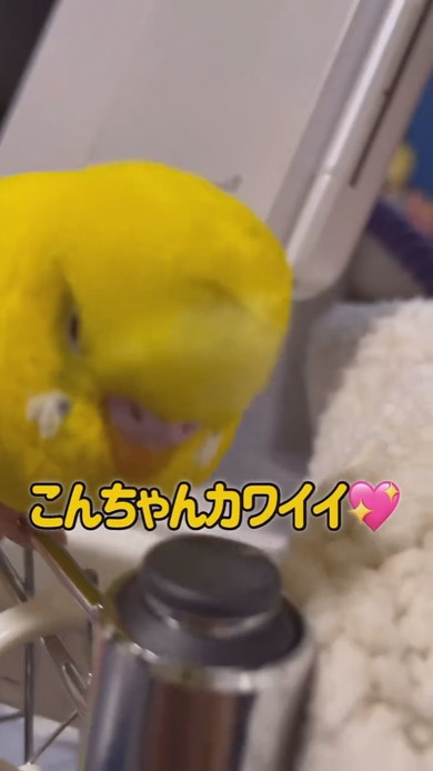 飼い主さんとおしゃべりしているセキセイインコ