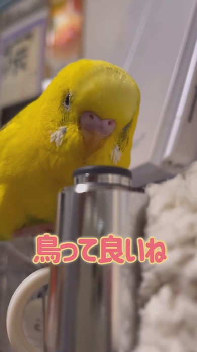 飼い主さんとおしゃべりしているセキセイインコ