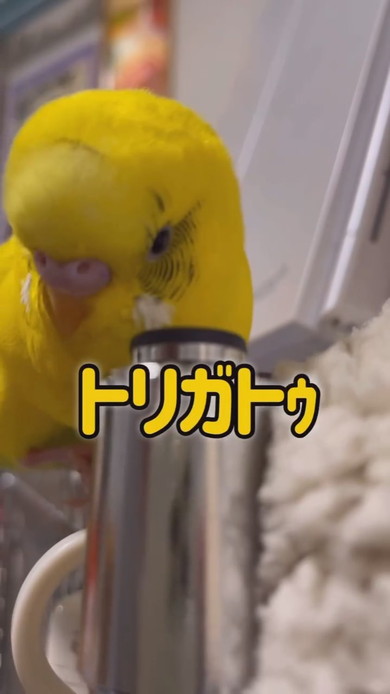 飼い主さんとおしゃべりしているセキセイインコ