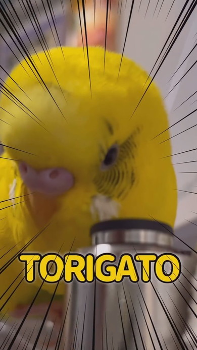 飼い主さんとおしゃべりしているセキセイインコ