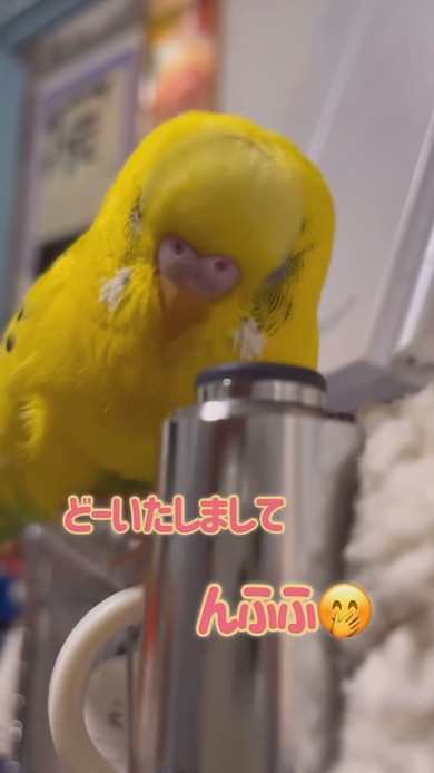 飼い主さんとおしゃべりしているセキセイインコ