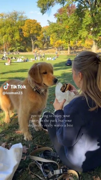 飼い主さんの目の前に座るワンコ