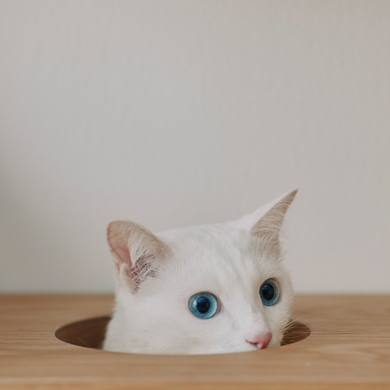 無印良品から大量の猫グッズ発売！