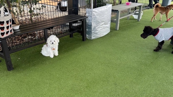 ベンチの下に座るワンコ