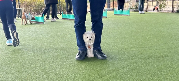 飼い主の足の間に入るワンコ