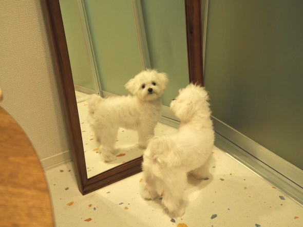 鏡を見るワンコ