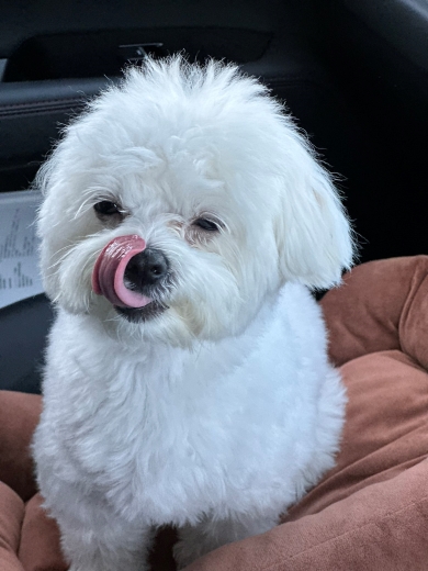 舌を出すワンコ