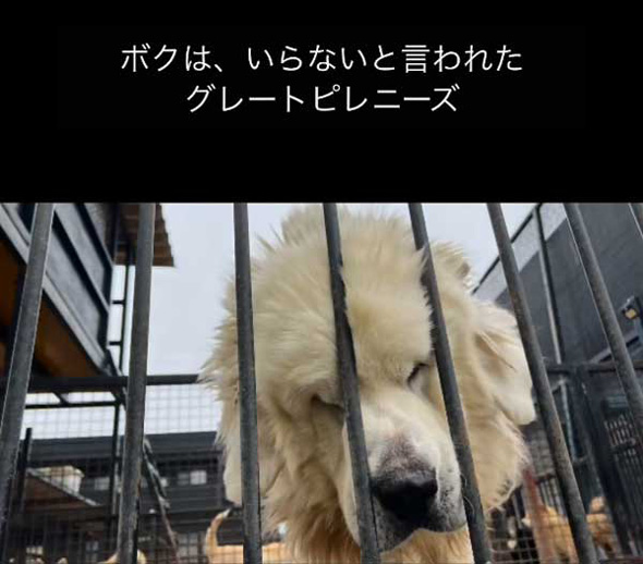 飼いきれなくなった いらない タダ 超大型犬 保護 1年後 グレートピレニーズ