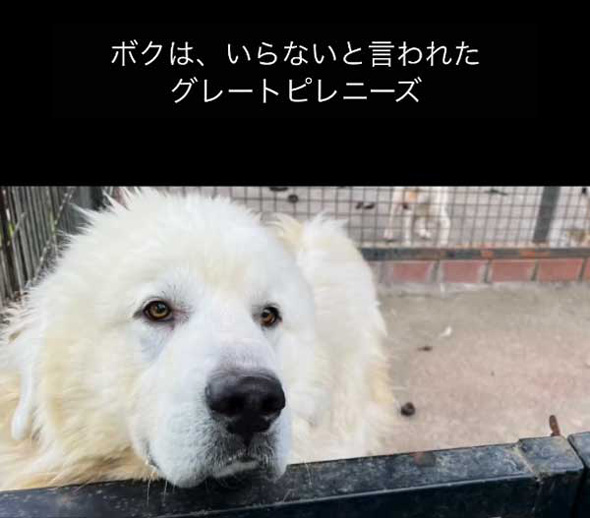 飼いきれなくなった いらない タダ 超大型犬 保護 1年後 グレートピレニーズ