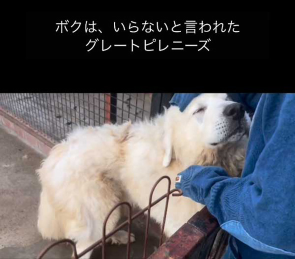 飼いきれなくなった いらない タダ 超大型犬 保護 1年後 グレートピレニーズ
