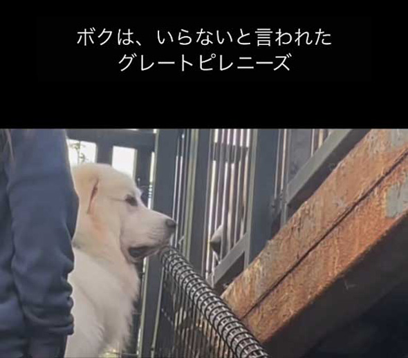 飼いきれなくなった いらない タダ 超大型犬 保護 1年後 グレートピレニーズ