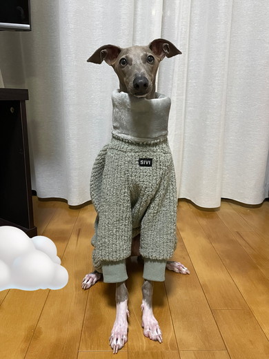 冬物を着こなすイタリアングレーハウンドのワンコ